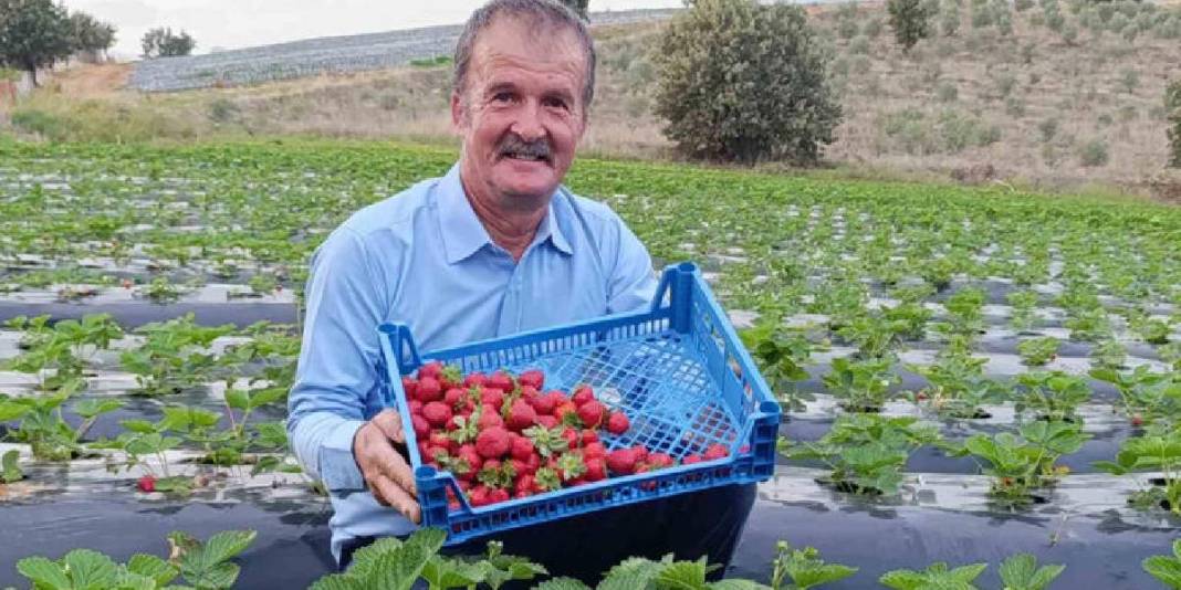 “Kasım ayında çilek mi olur?” demeyin! Aroması da kalitesi de tescilli: Kilosu 150 TL’den üreticinin yüzünü güldürüyor 2